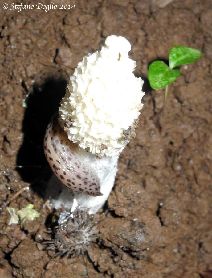 Phallus hadriani (da confermare)